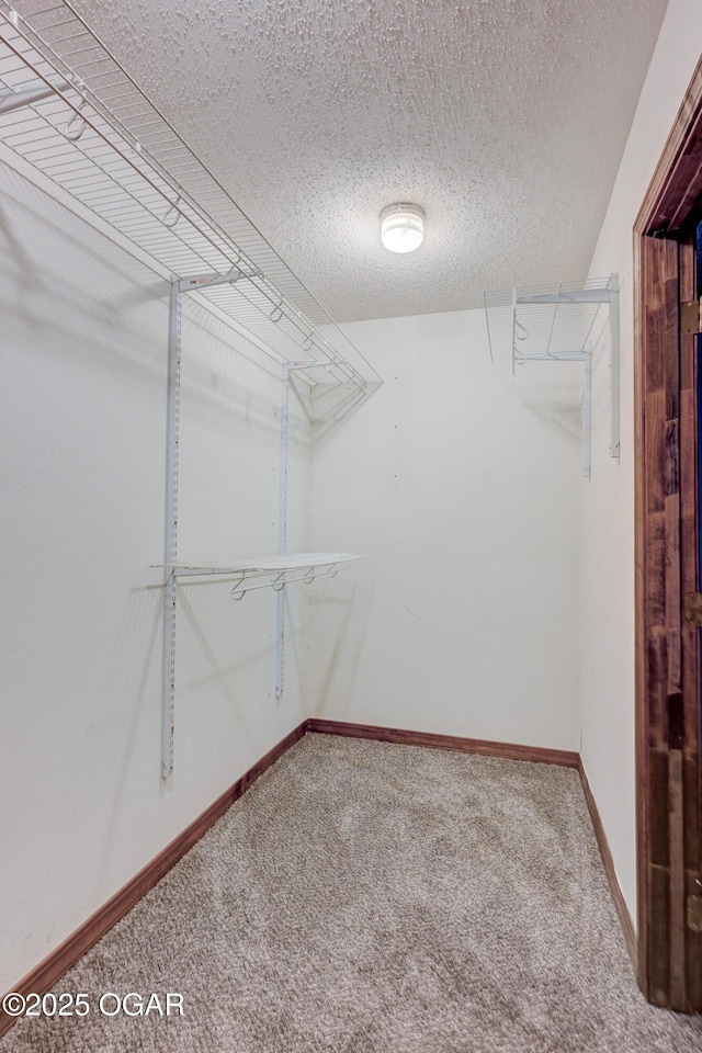 spacious closet featuring carpet flooring