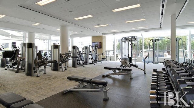gym featuring a paneled ceiling, a wealth of natural light, and carpet floors