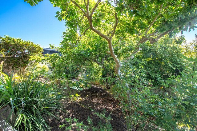 569 Peralta Ave, San Francisco, CA 94110 - view of nature