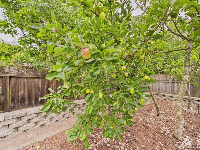 65 Danton St, San Francisco, CA 94112 - view of yard