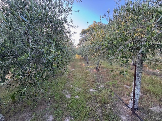 788 Ferguson Rd, Sebastopol, CA 95472 - view of local wilderness