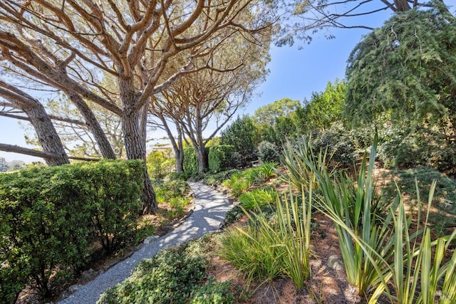 83 Mount Tiburon Rd, Tiburon, CA 94920 - view of yard