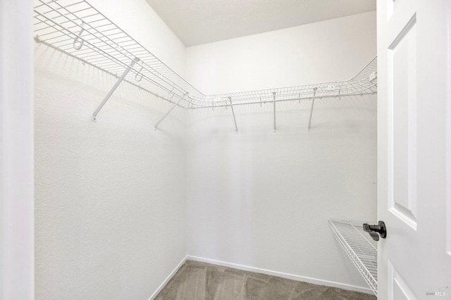 spacious closet featuring carpet flooring