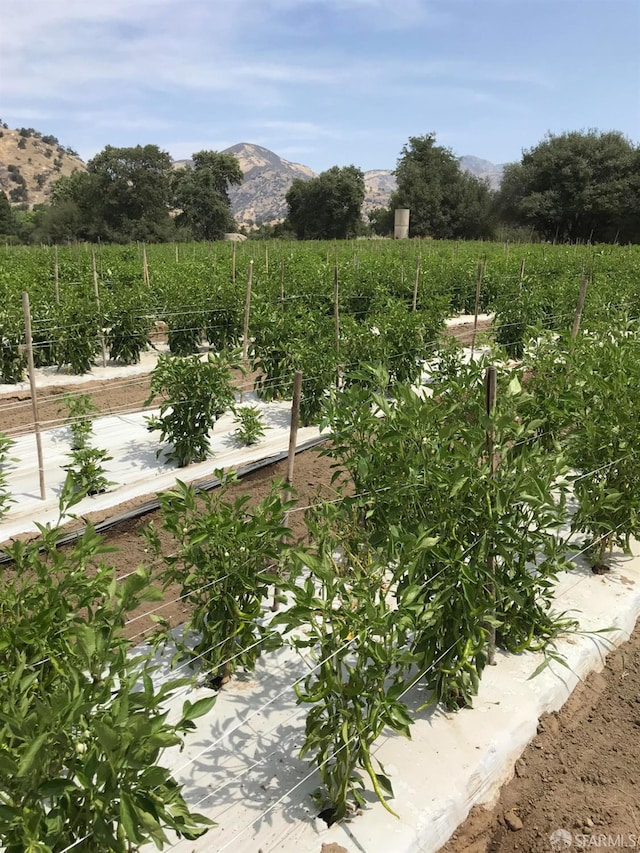 view of yard with a rural view, a vegetable garden, and a mountain view