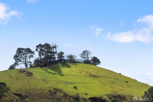 view of local wilderness