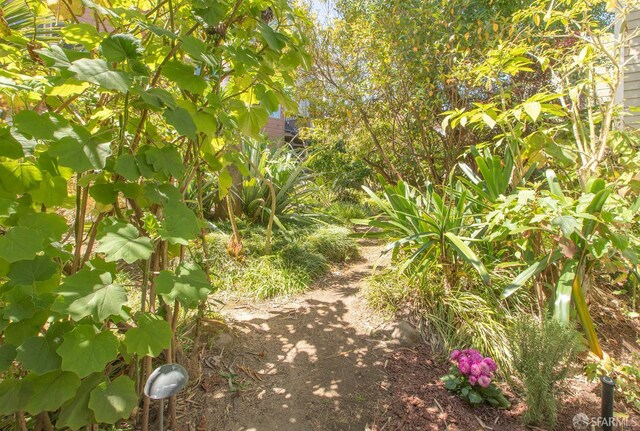 762 Bay St, San Francisco, CA 94109 - view of nature