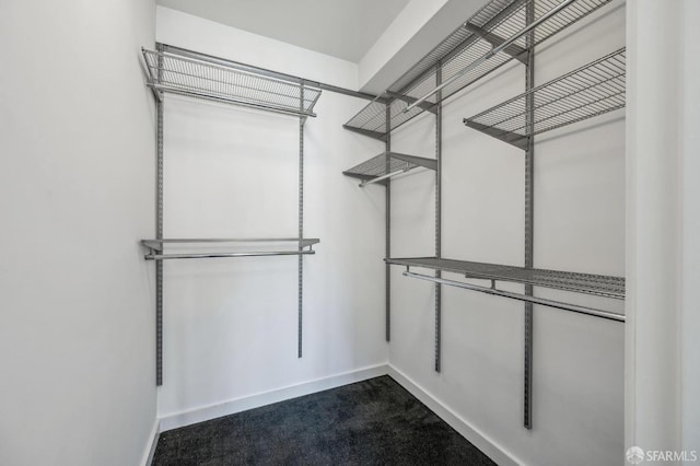 walk in closet with carpet floors