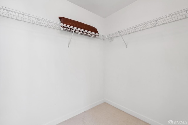 spacious closet featuring carpet flooring