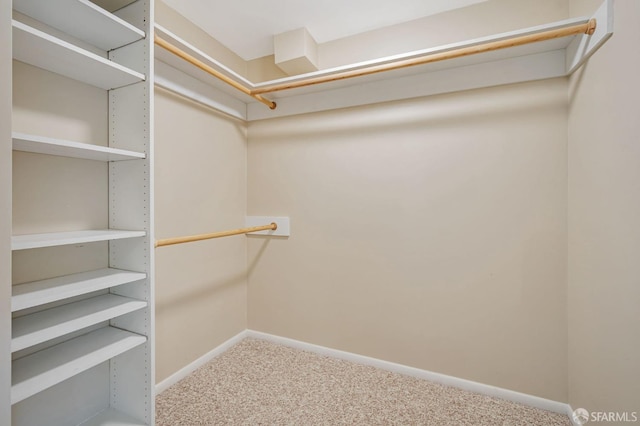 walk in closet with carpet floors