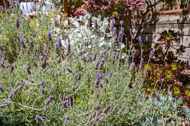25 Roselyn Ter, San Francisco, CA 94118 - view of local wilderness
