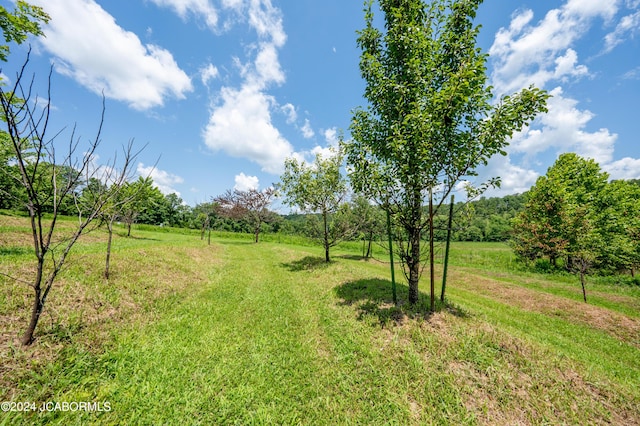 view of yard featuring a rural view