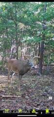 7519 Stringtown Station Rd, Lohman, MO 65053 - view of local wilderness
