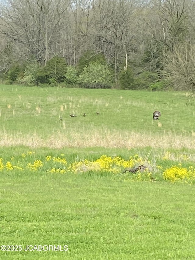 8596 County Rd 146, Williamsburg, MO 63388 - view of yard