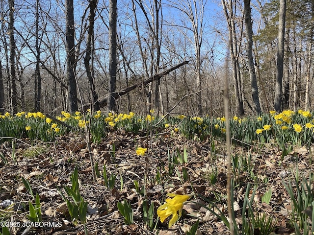 8596 County Rd 146, Williamsburg, MO 63388 - view of local wilderness