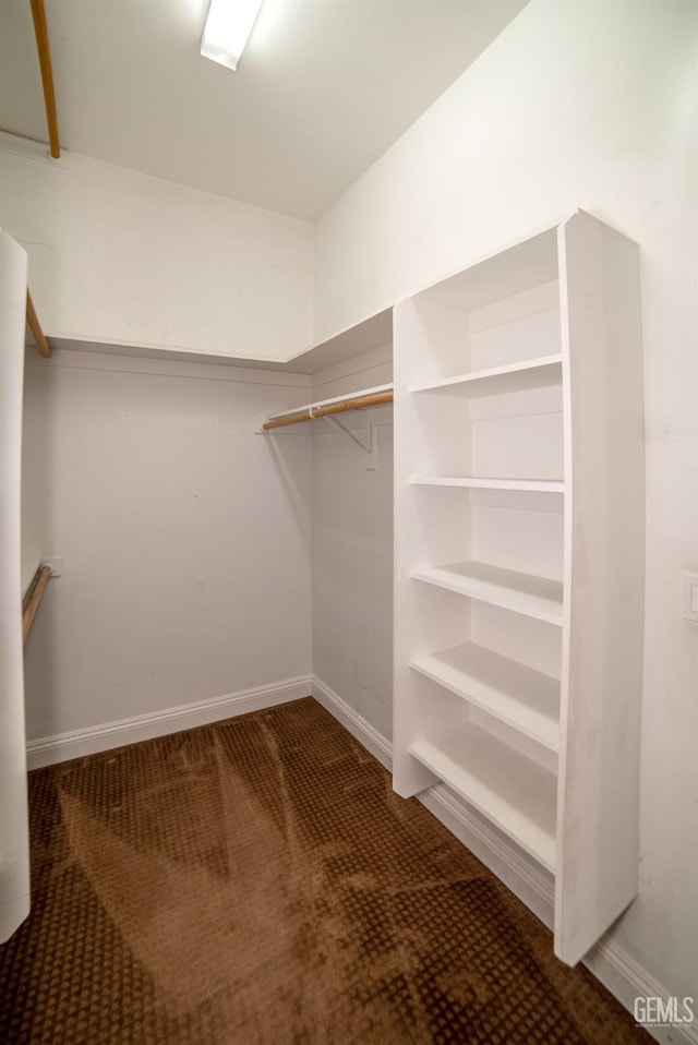 walk in closet featuring carpet flooring