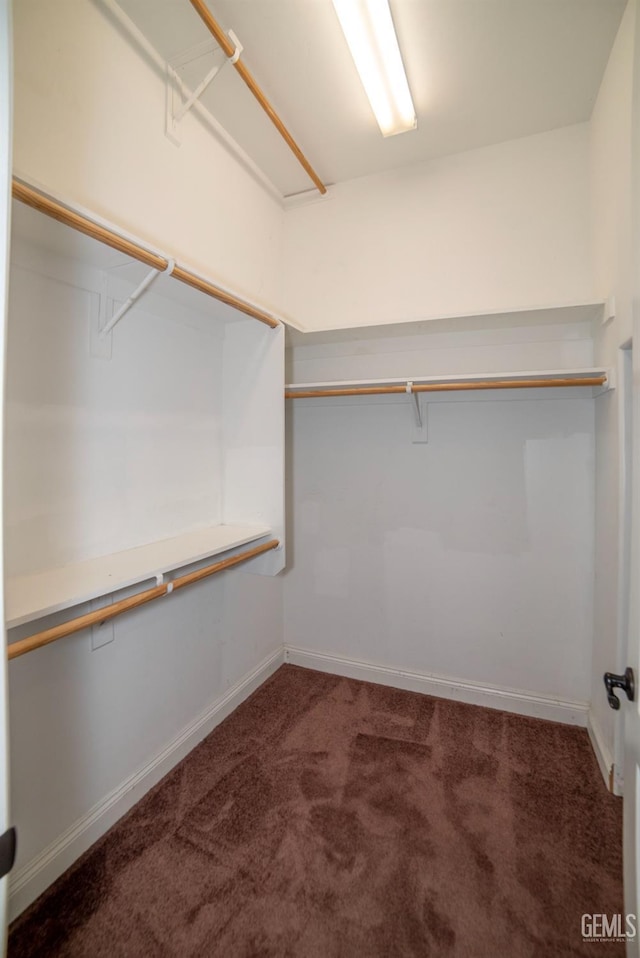 spacious closet featuring carpet flooring