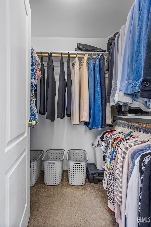 spacious closet featuring carpet