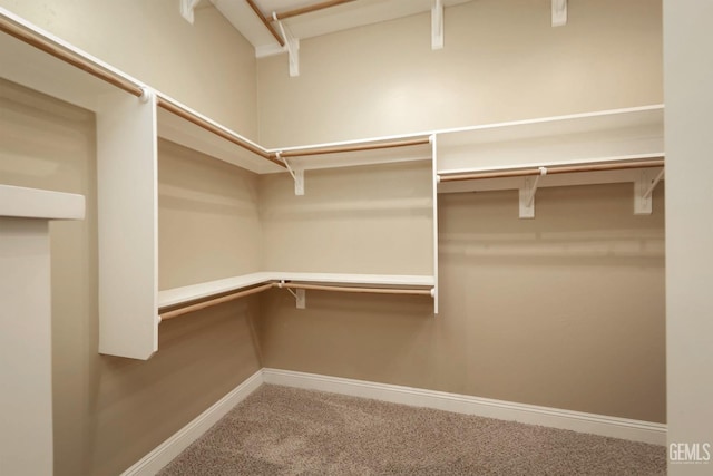 walk in closet with carpet floors