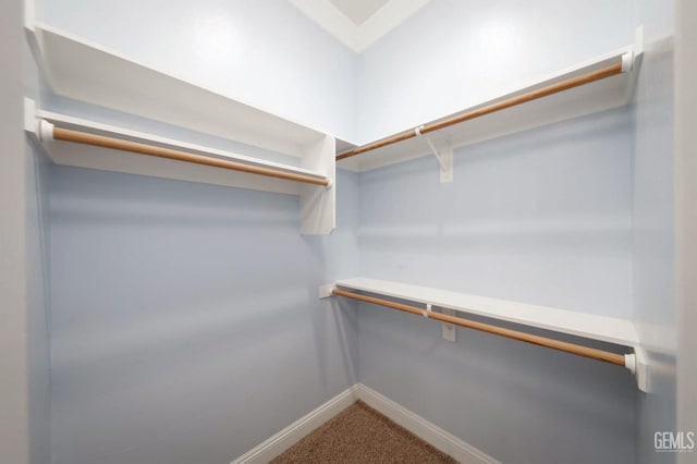 spacious closet featuring carpet