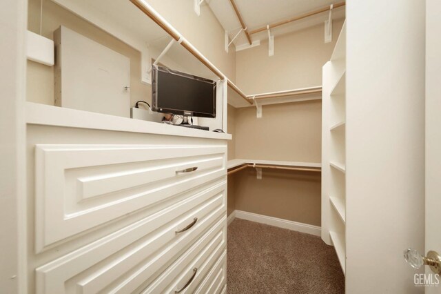 spacious closet featuring carpet