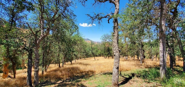 view of local wilderness