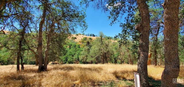 view of local wilderness