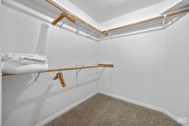 6418 Abby Rose Ave, Bakersfield, CA 93308 - walk in closet featuring carpet floors