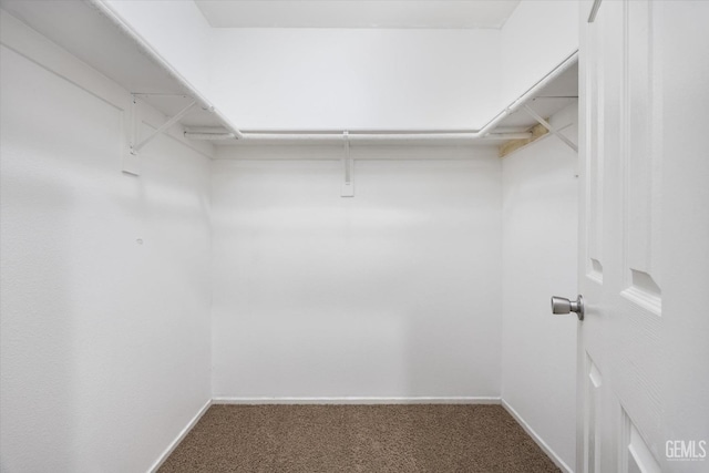 spacious closet featuring carpet flooring