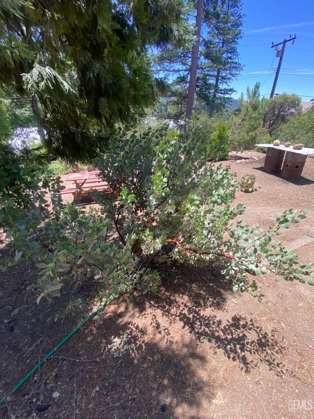 45904 Carlin Dr, Posey, CA 93260 - view of yard