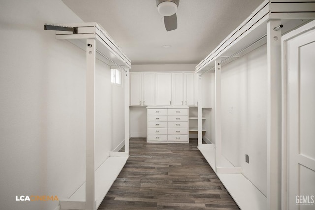 walk in closet featuring ceiling fan and dark hardwood / wood-style flooring