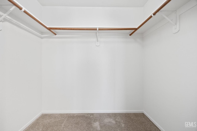 walk in closet featuring carpet flooring