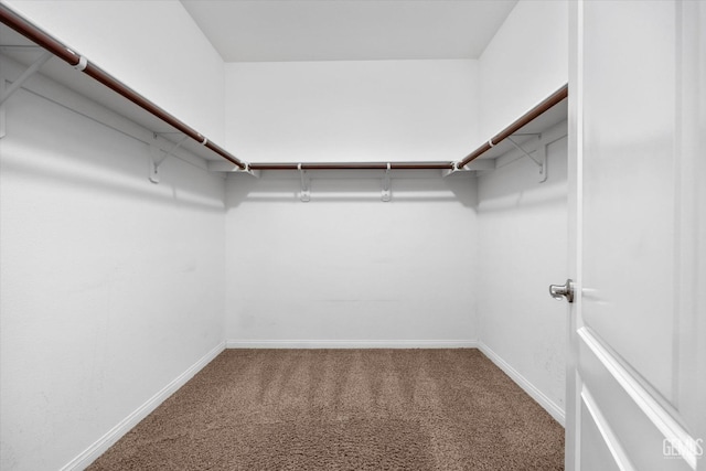 spacious closet with carpet floors