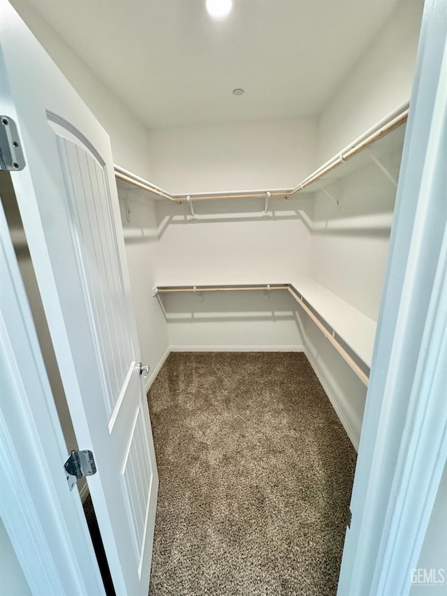 spacious closet featuring carpet