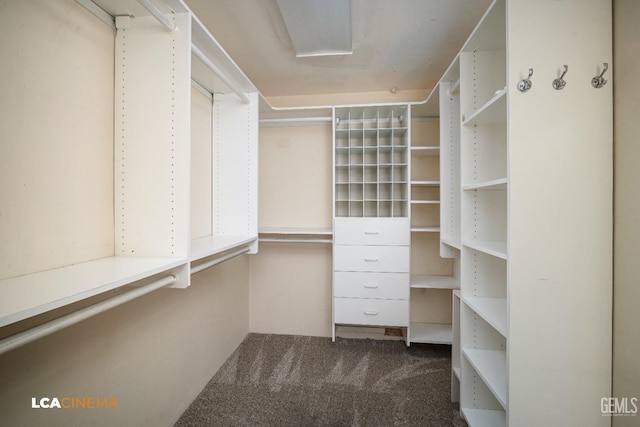 spacious closet with carpet floors