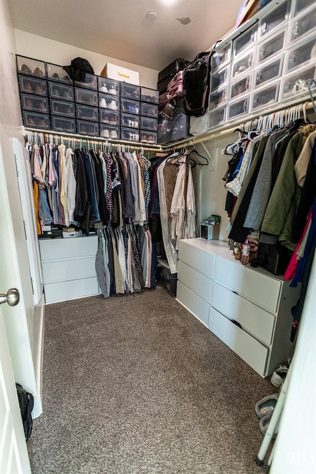 walk in closet with carpet flooring