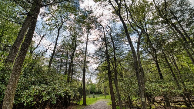 119 N Shore Dr, Albrightsville, PA 18210 - view of woods