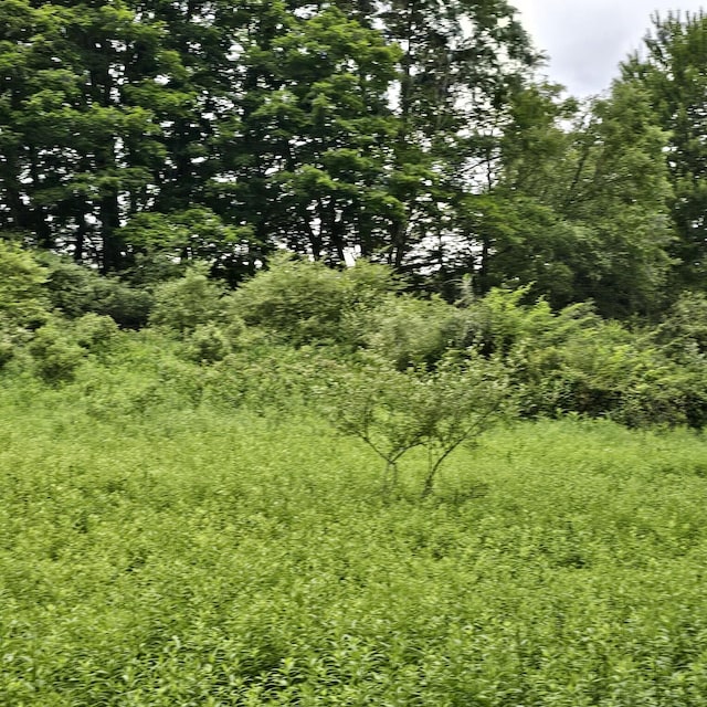 LOT45 Lake Russell Rd, Newfoundland, PA 18445 - photo 4