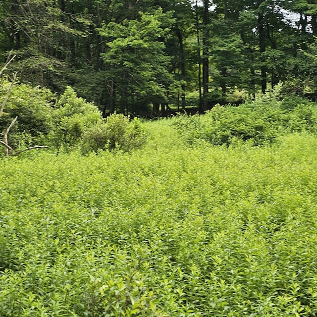 LOT45 Lake Russell Rd, Newfoundland, PA 18445 - photo 6