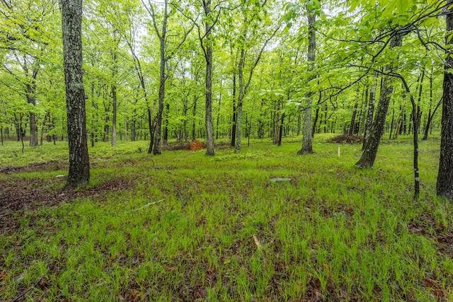 view of woods
