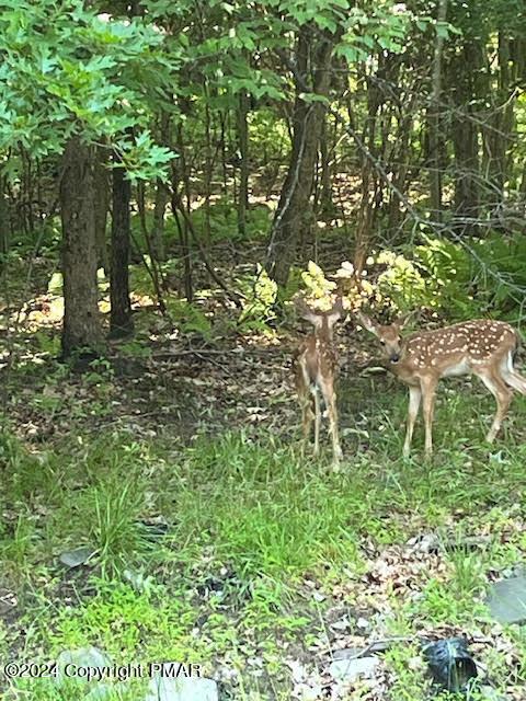 Listing photo 3 for LOT406 Ash Dr, Pocono Summit PA 18346