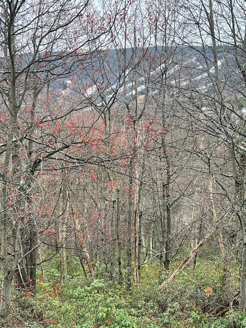 2235LOT Camelback Dr, Tannersville, PA 18372 - photo 2