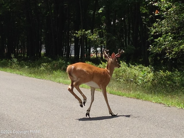 A264 Stony Mountain Rd, Jim Thorpe PA, 18229 land for sale