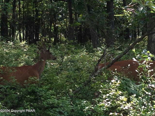 EV1084 Petrarch Trl, Albrightsville PA, 18210 land for sale