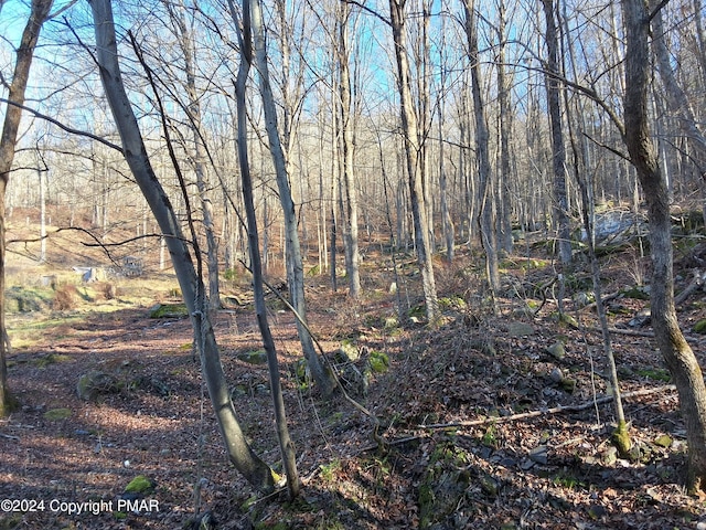 view of local wilderness