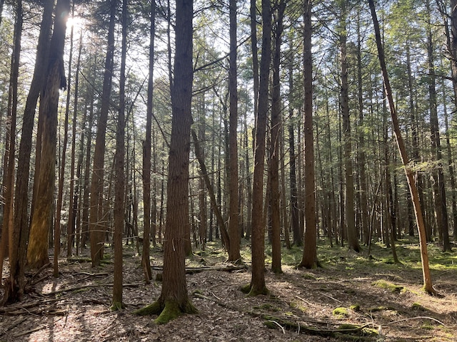 122 Sawmill Rd, Pocono Lake, PA 18347 - view of woods