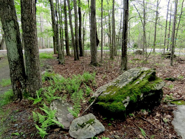 260 Partridge Dr, Pocono Lake, PA 18347 - view of local wilderness