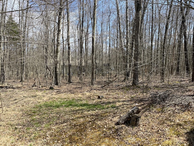 view of local wilderness