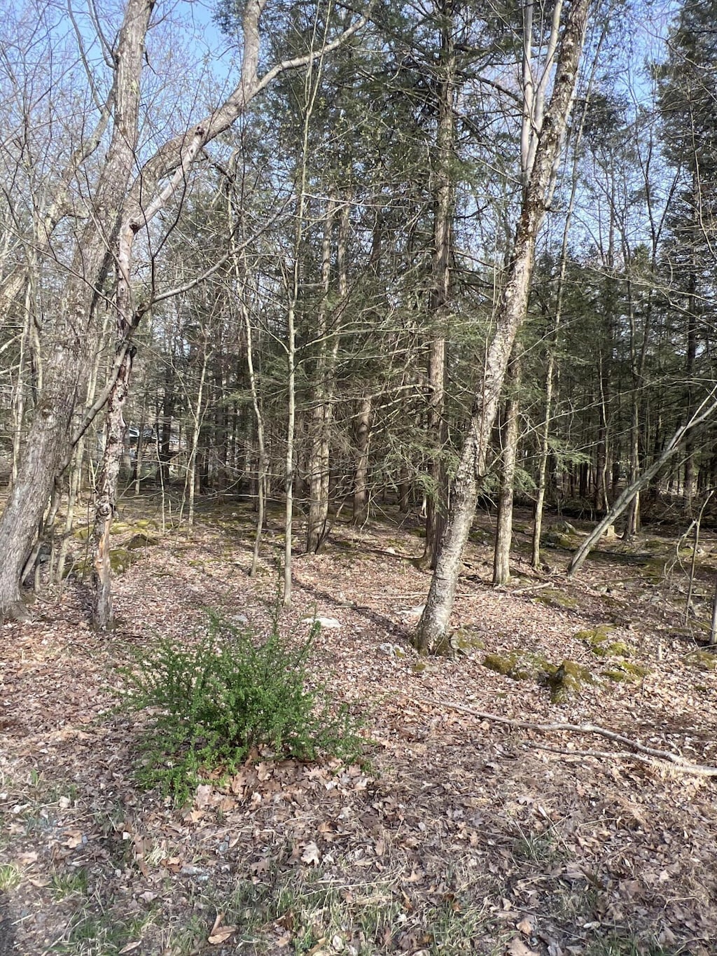 LOT814 White Pine Dr, Pocono Lake, PA 18347 - photo 2