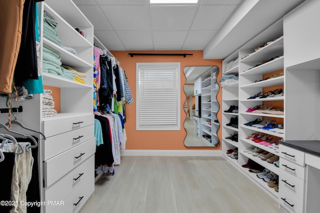 spacious closet featuring light wood finished floors and a paneled ceiling