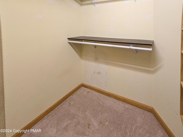 spacious closet featuring carpet